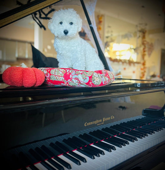 Puppies, Pianos, and Pure Joy: Adoption Event at Cunningham Piano in King of Prussia - Cunningham Piano